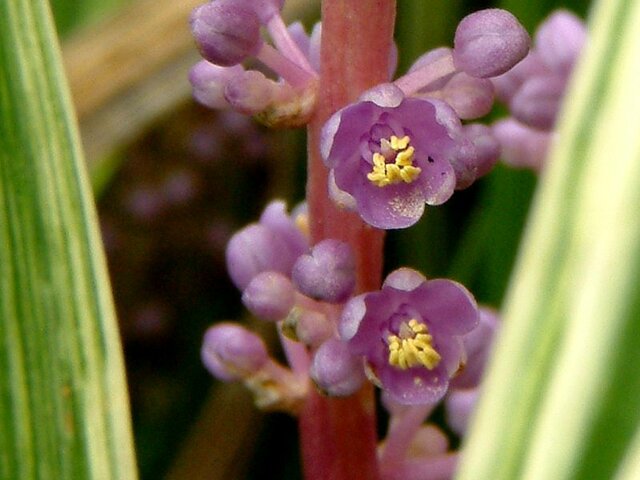 Liriope muscari