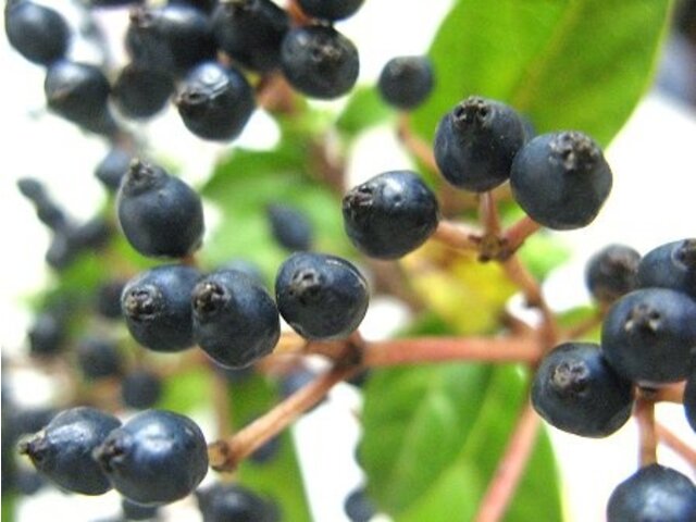 トキワガマズミ Viburnum Tinus かぎけん花図鑑