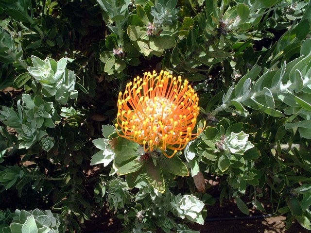 ピンクッション Leucospermum Spp かぎけん花図鑑