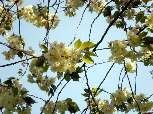 Ukon zakura