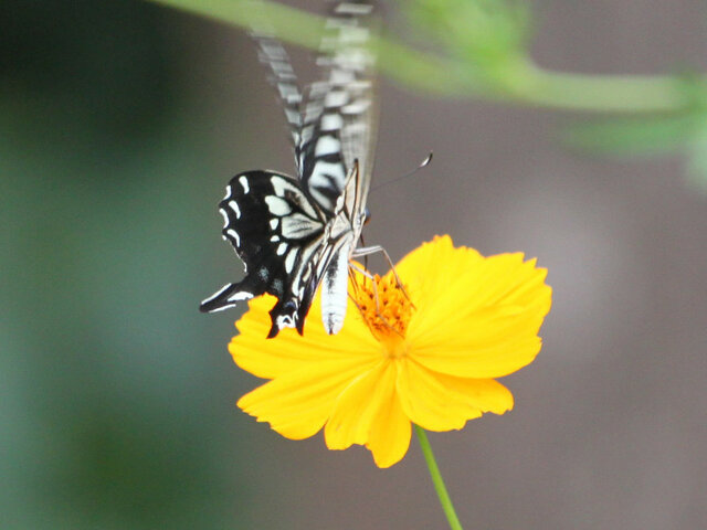 Cosmos sulphureus