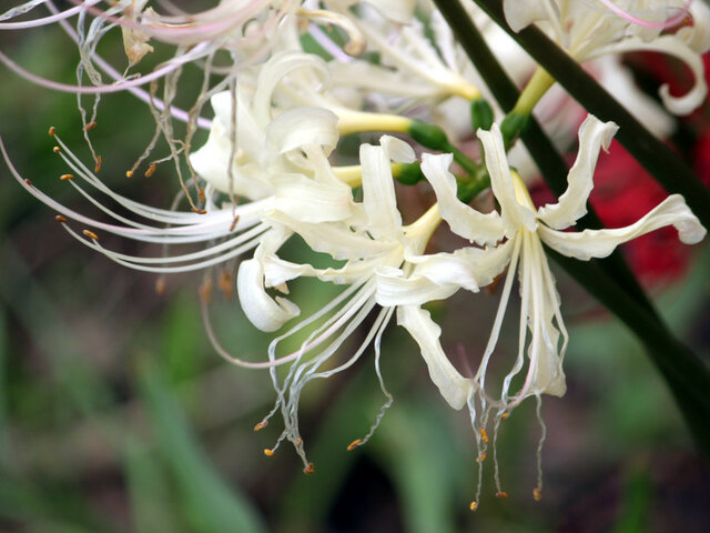 11月15日の誕生花 薔薇 リコリス オレガノ かぎけん花図鑑