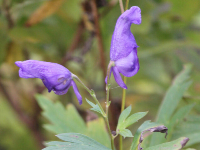 Aconitum sachalinense