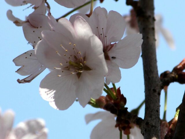 吉野樱×桜桃