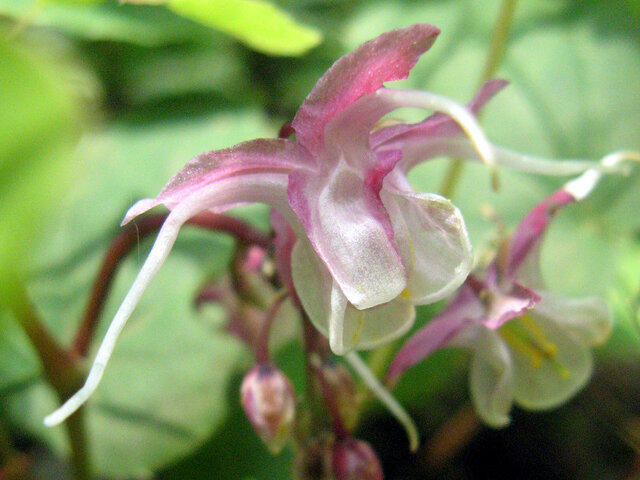 Horny goatweed