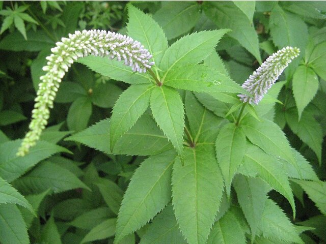 Veronicastrum japonicum