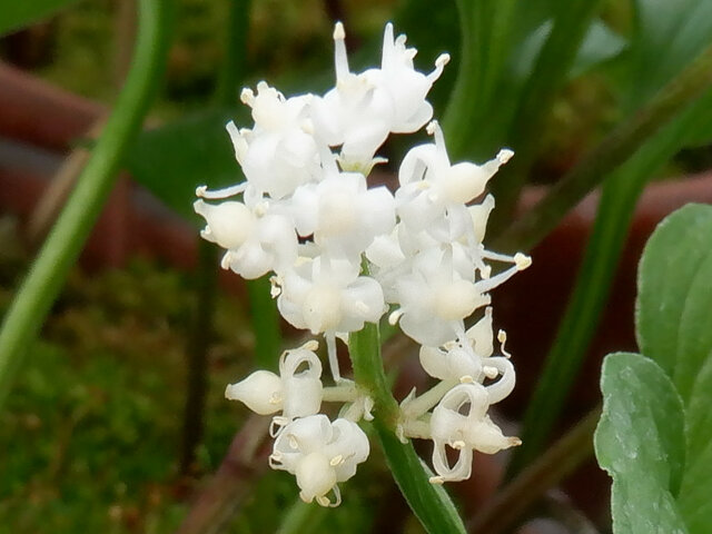 富8.鶴が空を舞うような🌼舞鶴草【富山県中央植物園】