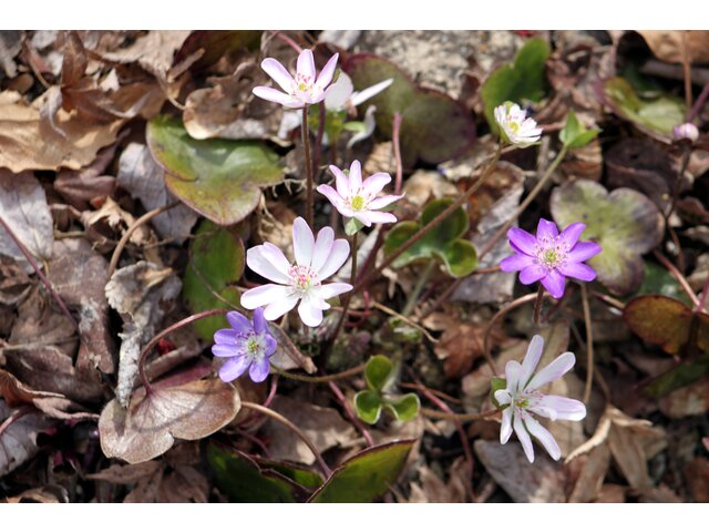 Hepatica pubescens