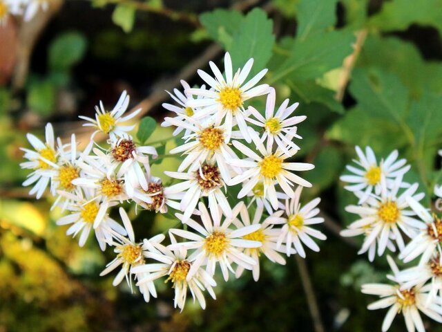 Aster microcephalus