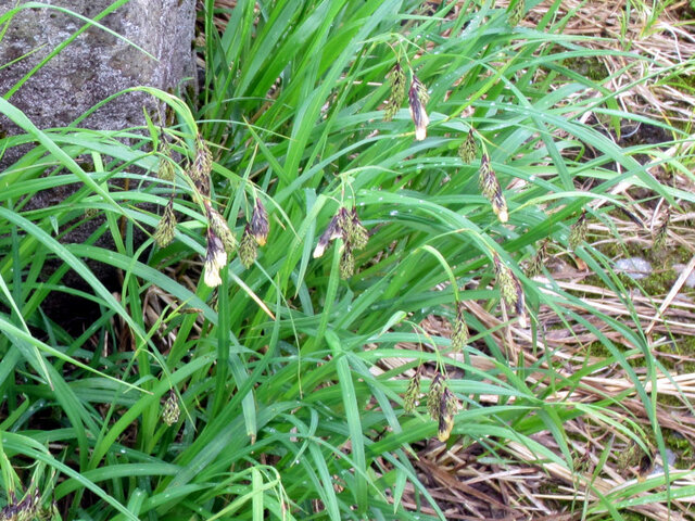 深山薹草