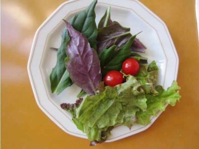 红凤菜 Gynura Bicolor 科技研花图画书