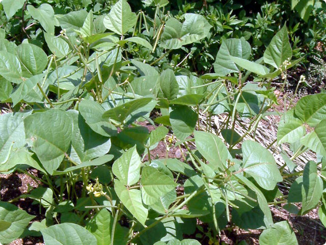 Mung bean