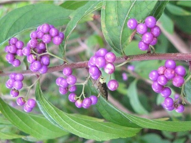 Purple Beautyberry