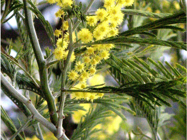 Acacia dealbata