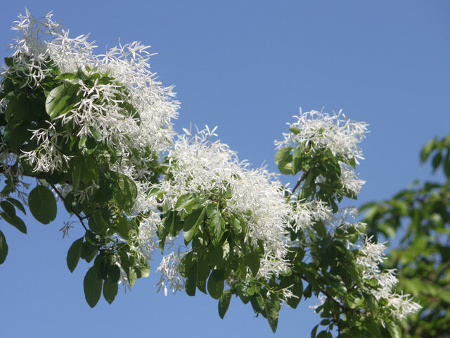 Chinese fringetree