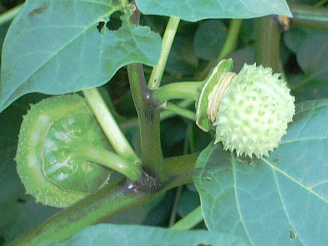 Datura tatula