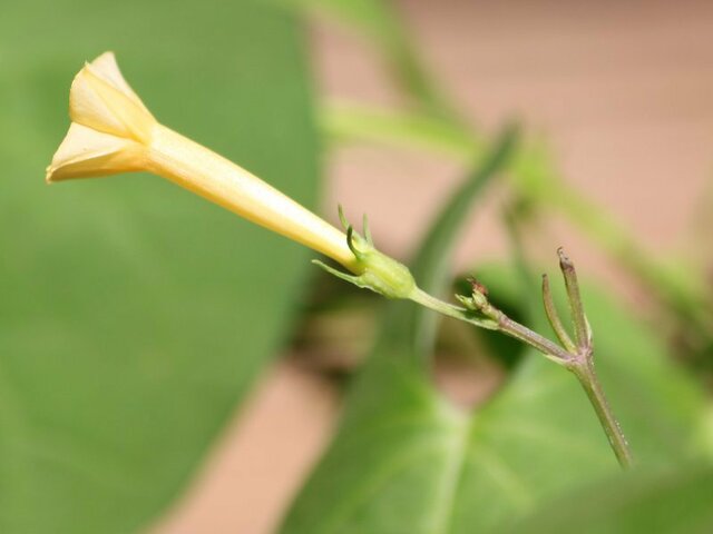 Ipomoea coccinea