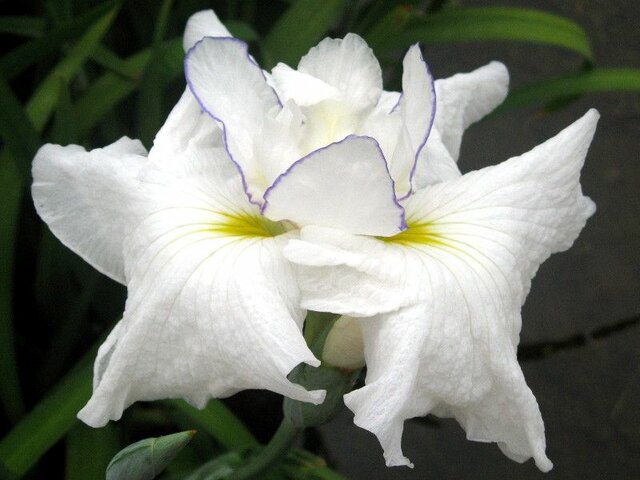 Japanese Iris 'Musashigawa'