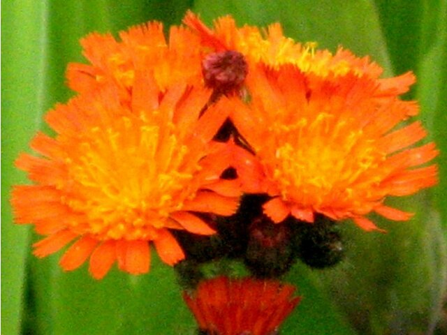 Orange hawkweed 