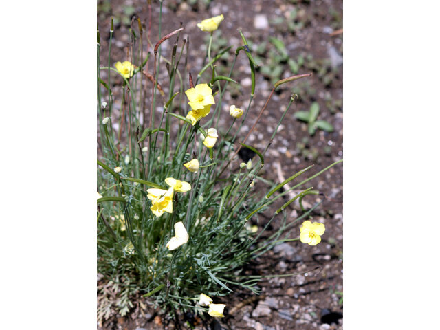 丛生花菱草 Eschscholtzia Caespitosa 科技研花图画书