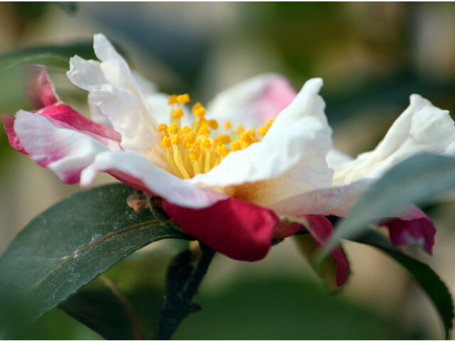Camellia sasanqua 'Keiun'