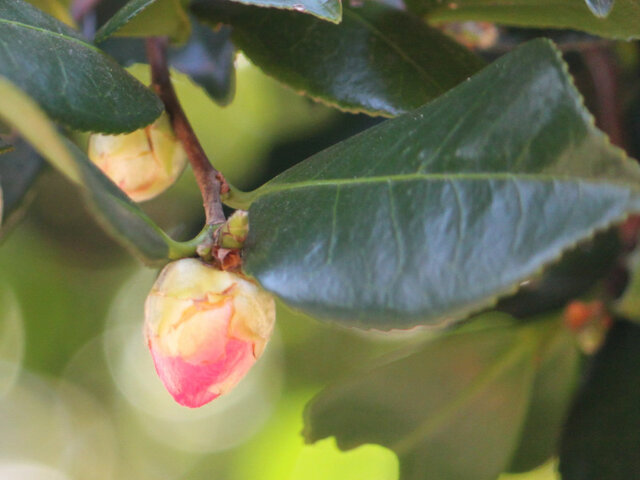 Camellia sasanqua Spring sasanqua 'Umegaka'
