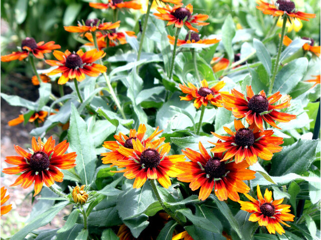 Rudbeckia hirta cv. cappuccino