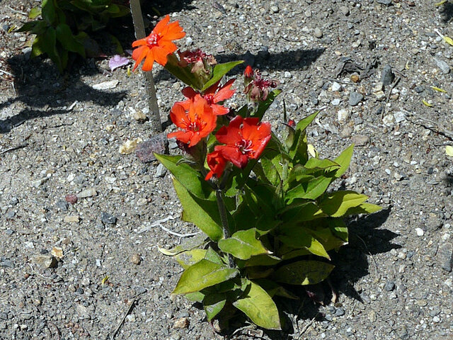 Lychnis haageana