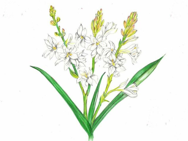夜咲く花 かぎけん花図鑑 夜咲く花 かぎけん花図鑑