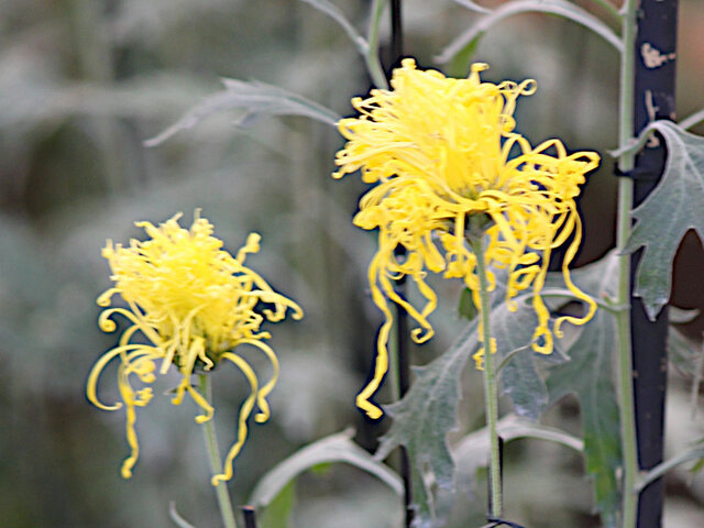 伊勢菊 菊>中菊>古典菊