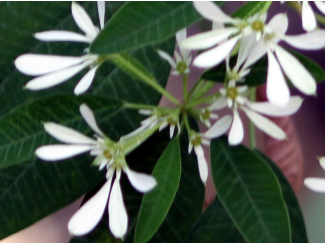 Snowflake euphorbia