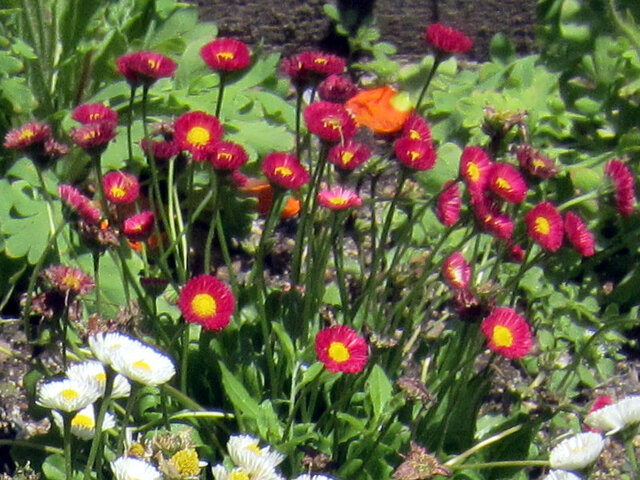 Bellis perennis