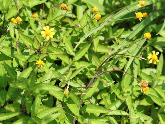 Spilanthes americana