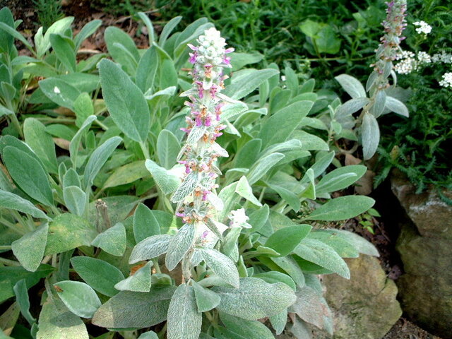 Lamb's ear