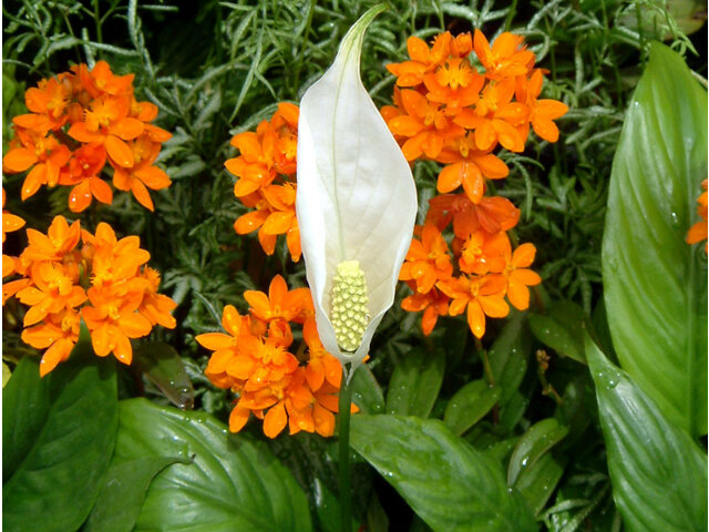 Spathiphyllum