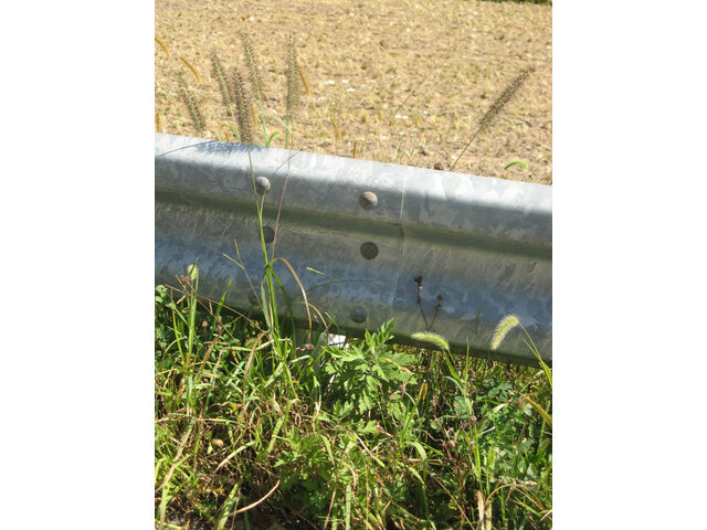 Pennisetum alopecuroides