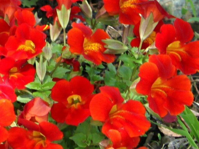 Mimulus ’Mystic orange’ 