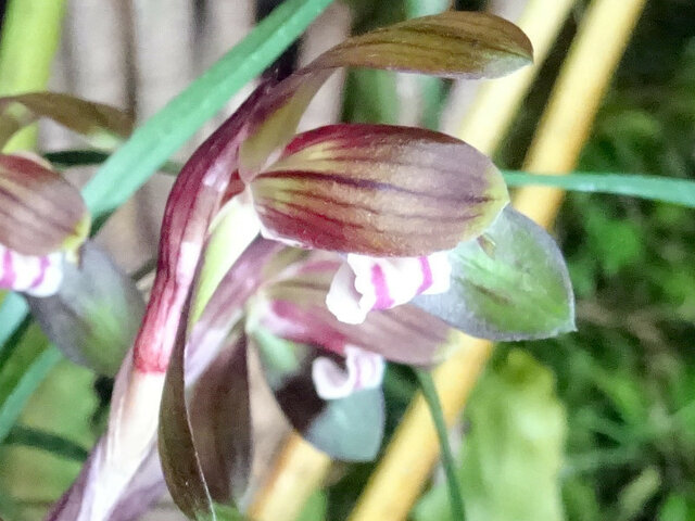 Noble orchid