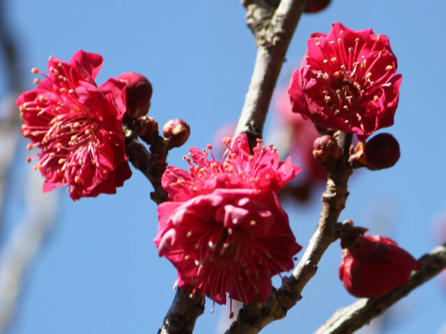 梅花 '佐橋紅'