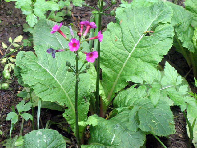 Primula japonica