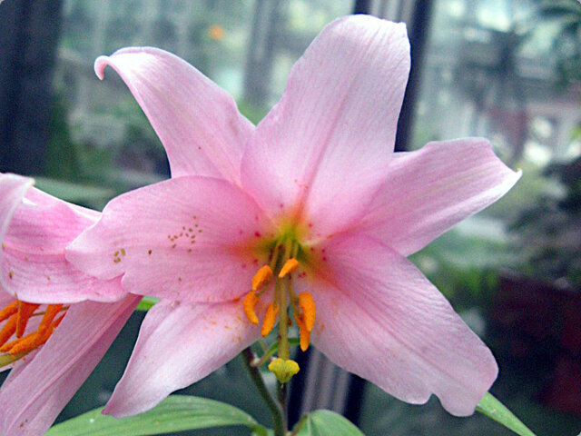 Lilium rubellum