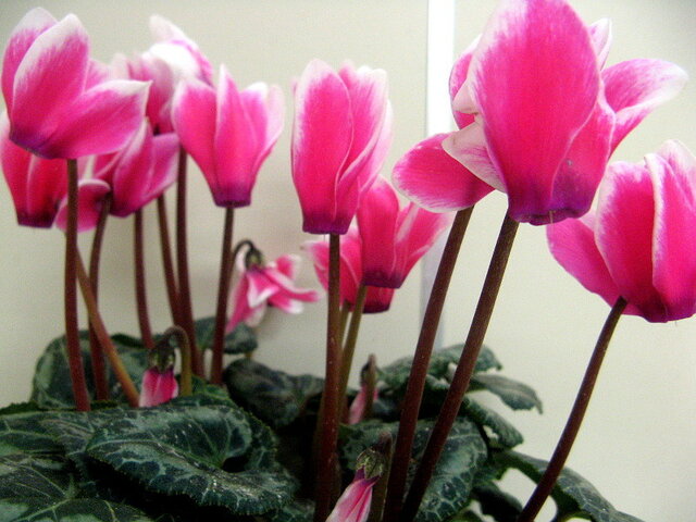 Cyclamen