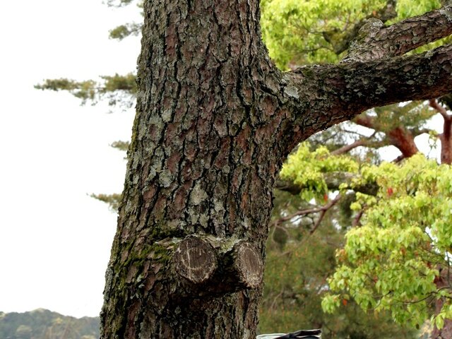 Japanese red Pine