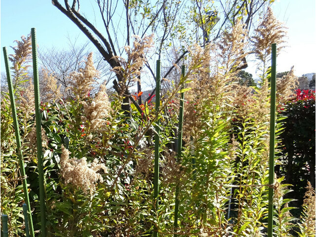 Canada goldenrod