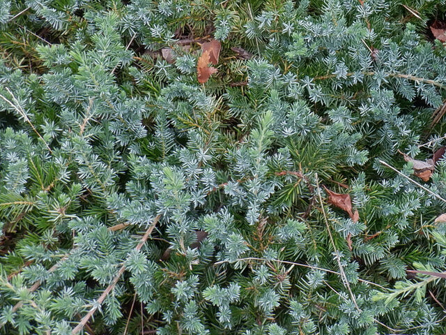 Creeping cedar