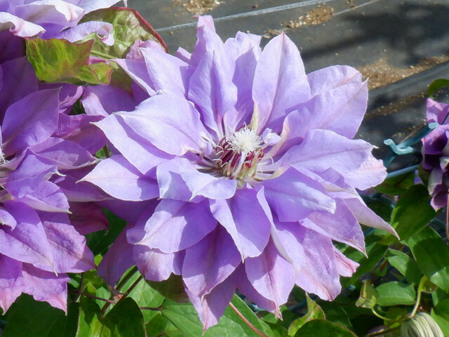 Clematis 'matsuridaiko'