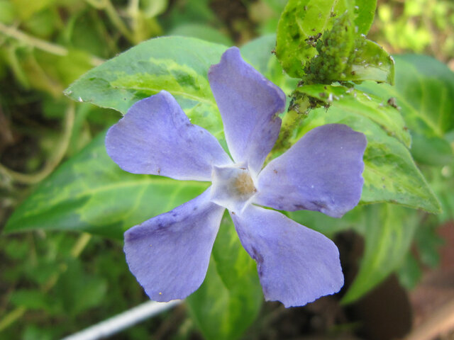 Vinca major