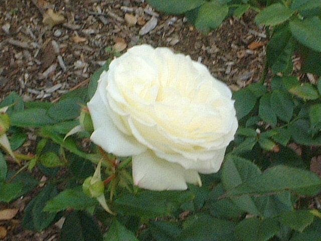 6月7日の誕生花　黄色い薔薇、躑躅、梔子