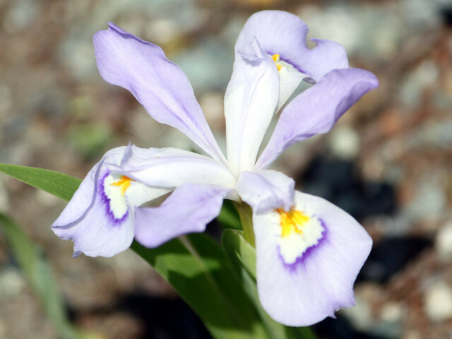 Iris cristata