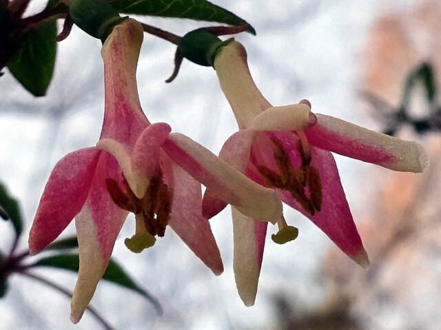 ウの花 かぎけん花図鑑